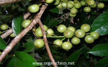 Kapundung, Baccaurea racemosa, www.organicfarm.net