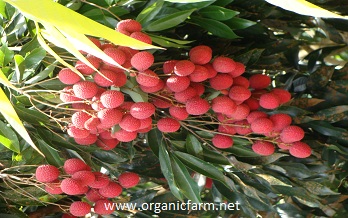 Lychee, Litchi chinensis, www.organicfarm.net