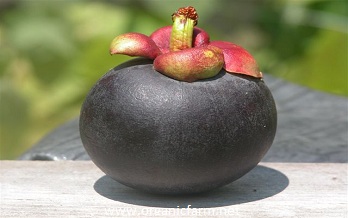 Mangosteen, Garcinia mangostana, www.organicfarm.net