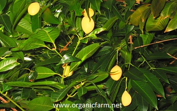 Maprang, Gandaria, Bouea macrophylla, www.organicfarm.net