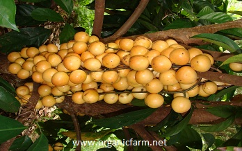  Menteng, Baccaurea dulcis, www.organicfarm.net