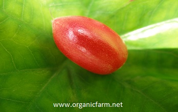 Miracle Fruit, Synsepalum dulcificum, www.organicfarm.net