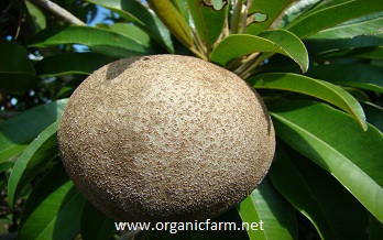 Nispero, Chikoo, Sapodilla, Manilkara zapota, www.organicfarm.net