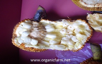 Pedalai, Artocarpus seriricarpus, www.organicfarm.net