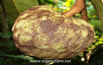 Posh-te, Annona scleroderma, www.organicfarm.net