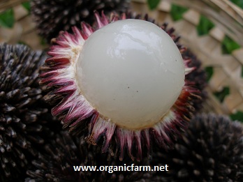 Pulasan, Nephelium mutabile, www.organicfarm.net