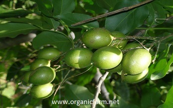 Quenepa, Spanish Lime, Melicoccus bijugatus, www.organicfarm.net