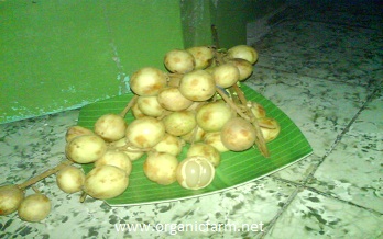 Rambai, Baccaurea motleyana, www.organicfarm.net