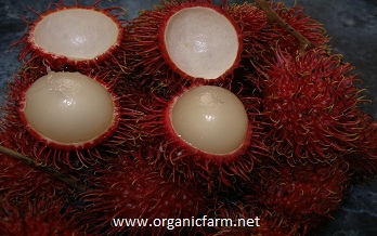 Rambutan, Nephelium lappaceum, www.organicfarm.net