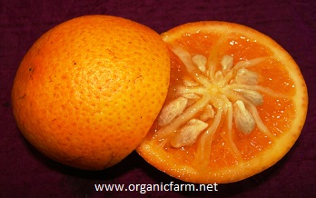 Rangpur Lime, Citrus x                   limonia, www.organicfarm.net