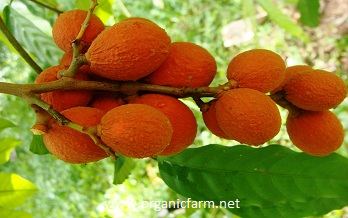 Redan, Aglaia tomentosa, www.organicfarm.net