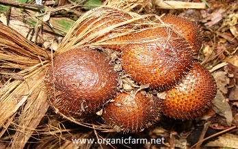 Salak, Salak Palm, Salacca edulis, www.organicfarm.net