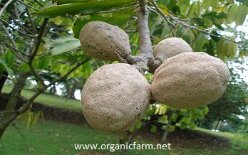 Sansapote, Lycania platypus, www.organicfarm.net