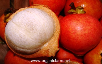 Seashore Mangosteen, Garcinia hombroniana, www.organicfarm.net