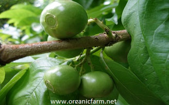 Spanish Tamarind, Vangueria edulis, www.organicfarm.net