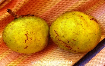 Tahitian chestnut, Inocarpus edulis, www.organicfarm.net