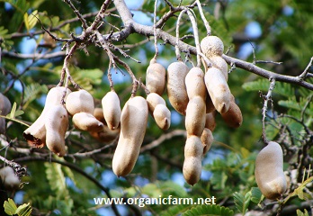 tamarind www.organicfarm.net