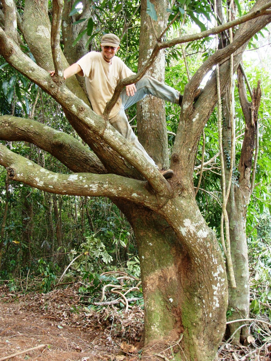 Sadhu in Mango Tree