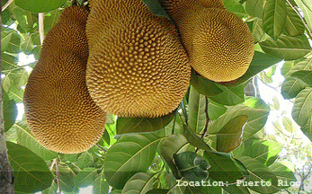 Jackfruit, Artocarpus heterophyllus, www.organicfarm.net
