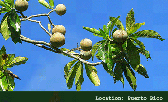 Jagua, Genipap, Genipa americana, www.organicfarm.net