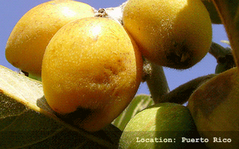  Loquat