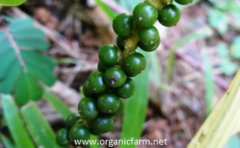Black Pepper, Piper nigrum, www.organicfarm.net