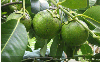 SAPOTE BLACK